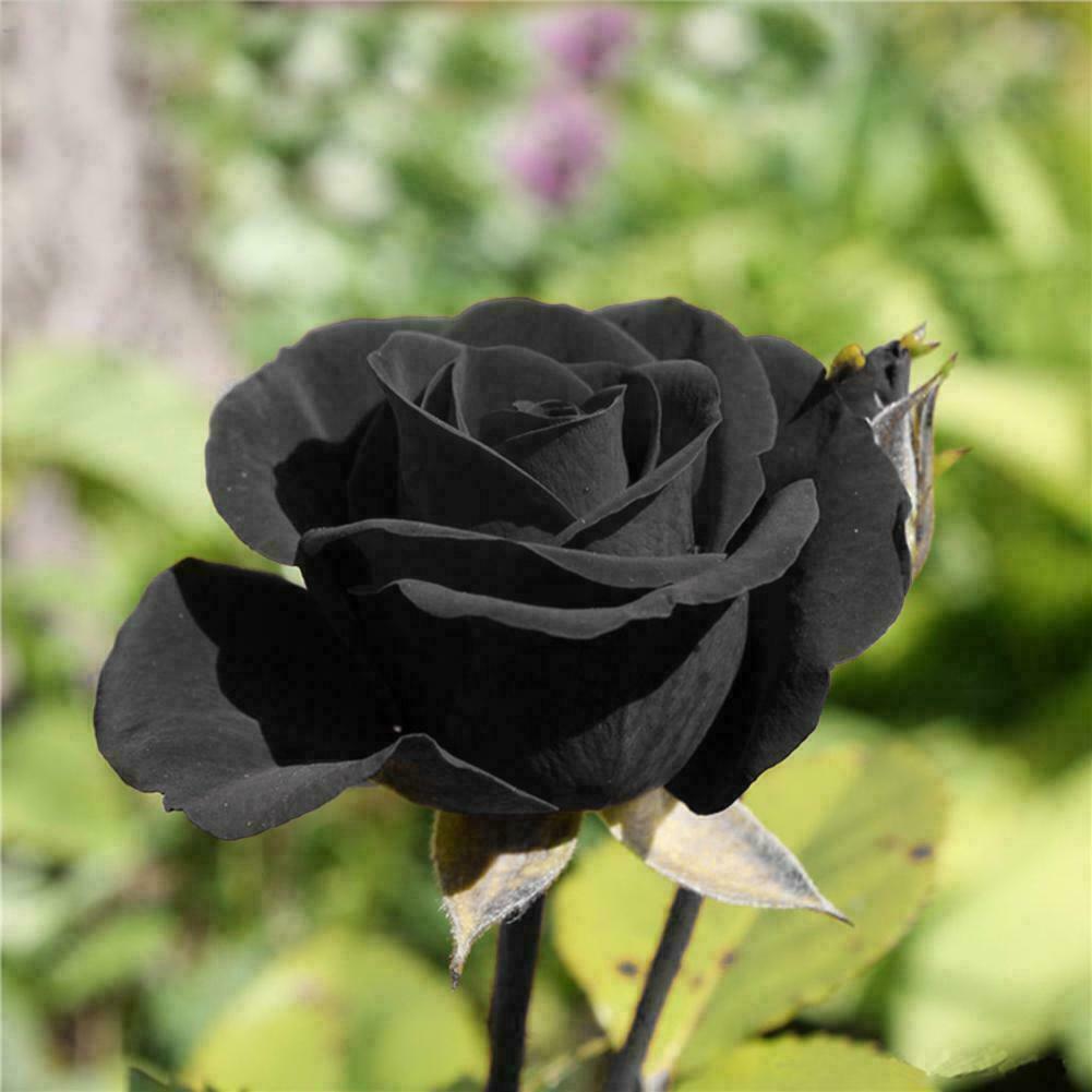Schwarze Rosen-Blumensamen, geheimnisvolle dunkle Blüten, einfach zu züchten, nicht gentechnisch verändert