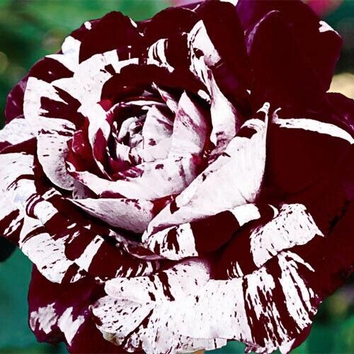 Red & White Rose Flower Seeds ,Stunning Bi-Color Blooms, Easy to Grow, Non-GMO