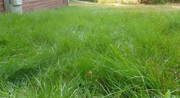 Semillas de césped Zoysia Esmeralda