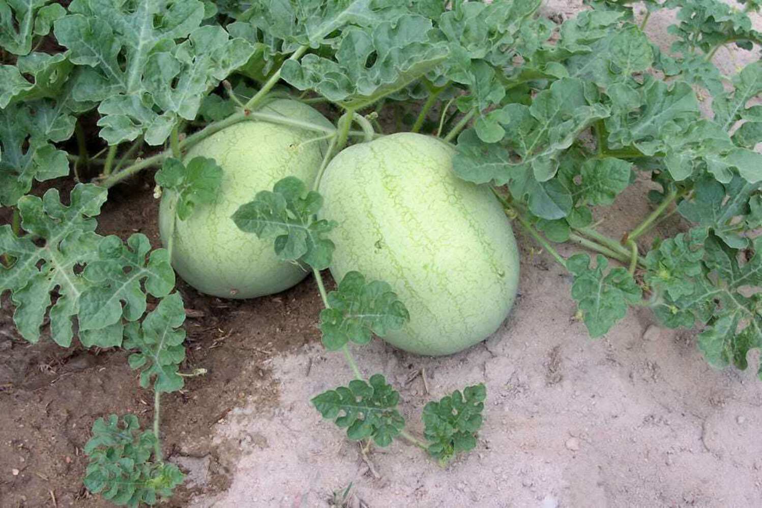Charleston Gray Watermelon (Citrullus lanatus) – Red Fruit Melon Seeds