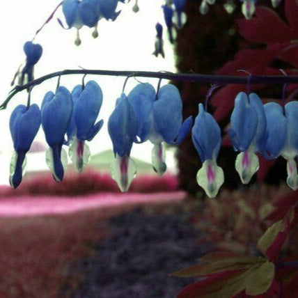 Blue Bleeding Heart Flower Seeds for Shade Garden