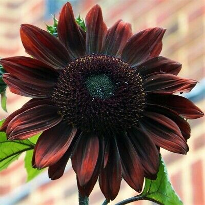 Semillas de Girasol con Centro Negro Burdeos – Flores Audaces y Oscuras para Jardines