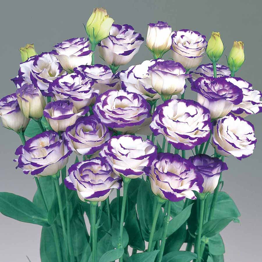 Semillas de Lisianthus Rosita 2 Azul Picotee, Elegantes Flores Blancas con Bordes Azules para Jardines y Ramos Impresionantes