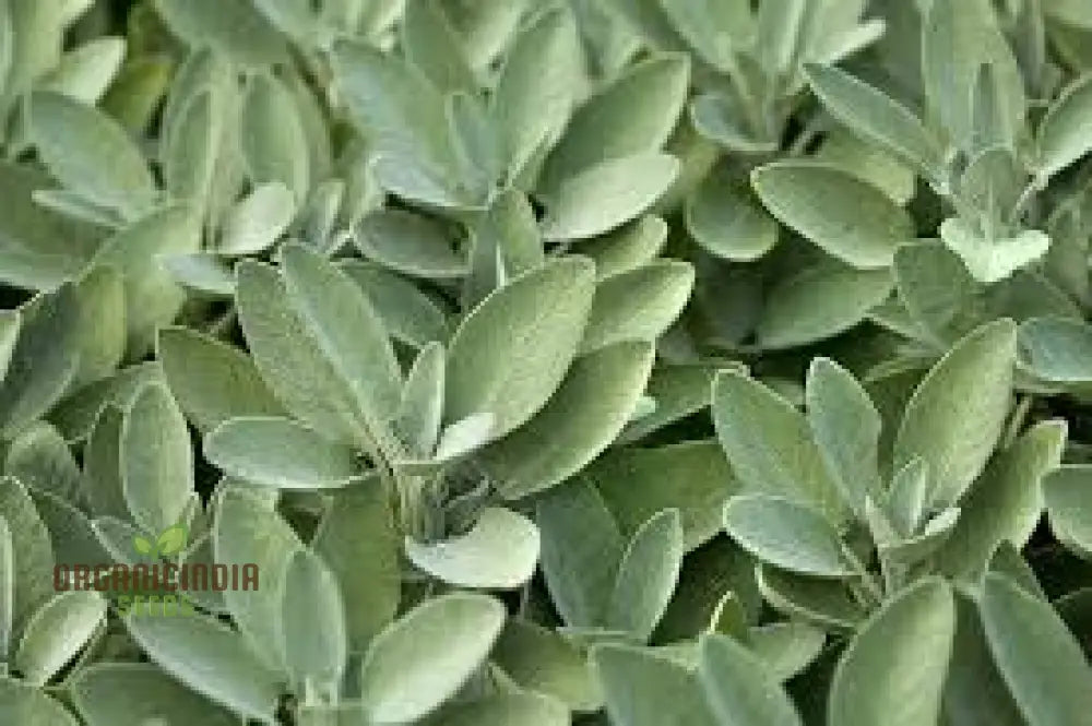 Sage Seeds Salvia Officinalis for Planting in Home Gardens
