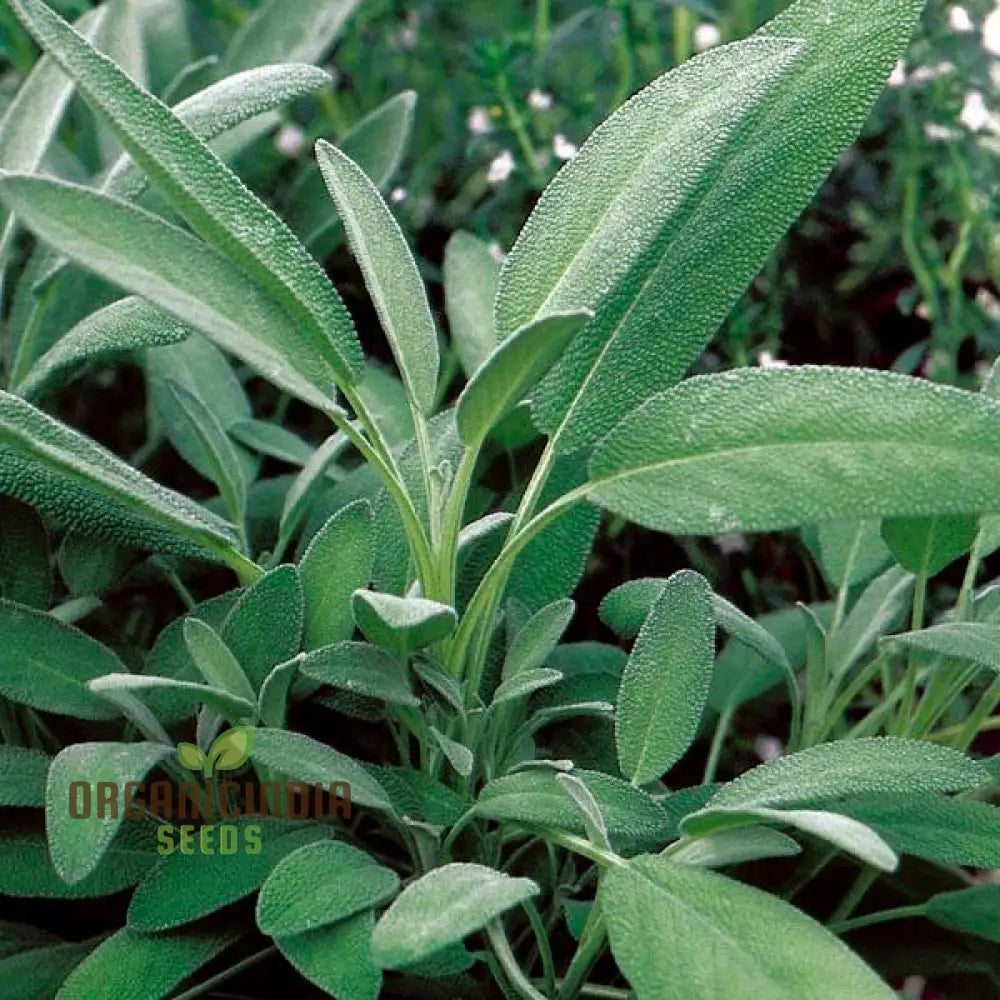 Premium Sage Broadleaf Seeds for Culinary Herb Gardening