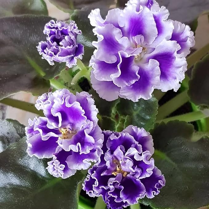 Saintpaulia African Violet Purple Flower Grown from Seeds