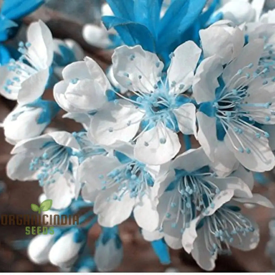 Sakura seeds for planting Japanese cherry blossom tree