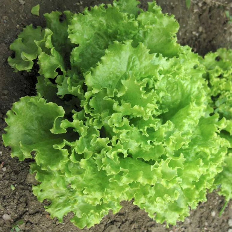 Salad Bowl Lettuce Seedling from Seeds, Easy-to-Grow Garden Lettuce