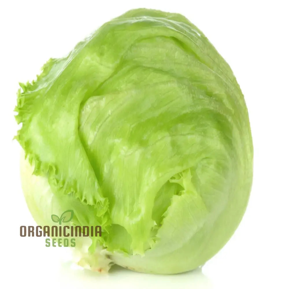 Fresh Saladin Iceberg Lettuce Leaves from Seeds, Crisp Salad Greens