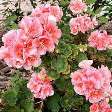 Salmon and White Geranium Seeds for Garden Planting