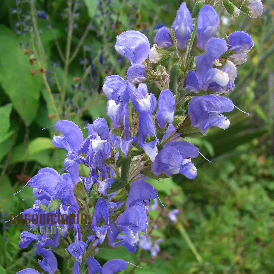 Salvia Barrelieri seeds packet for planting ornamental garden plants