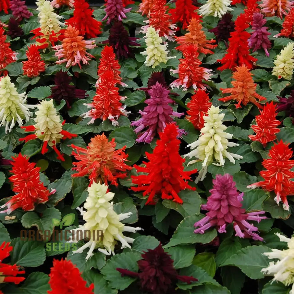 Salvia Dwarf Mixed Seeds for Colorful Compact Garden Blooms