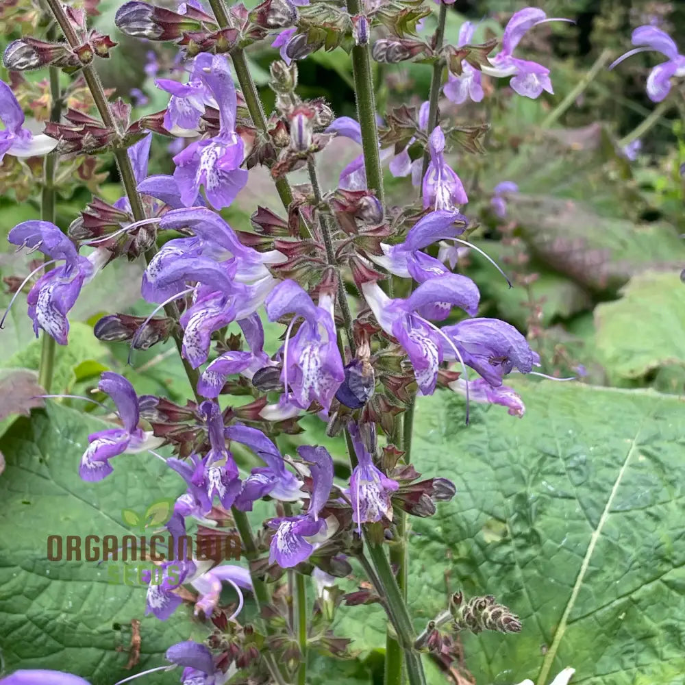 Salvia garden blooms seeds for borders and landscapes