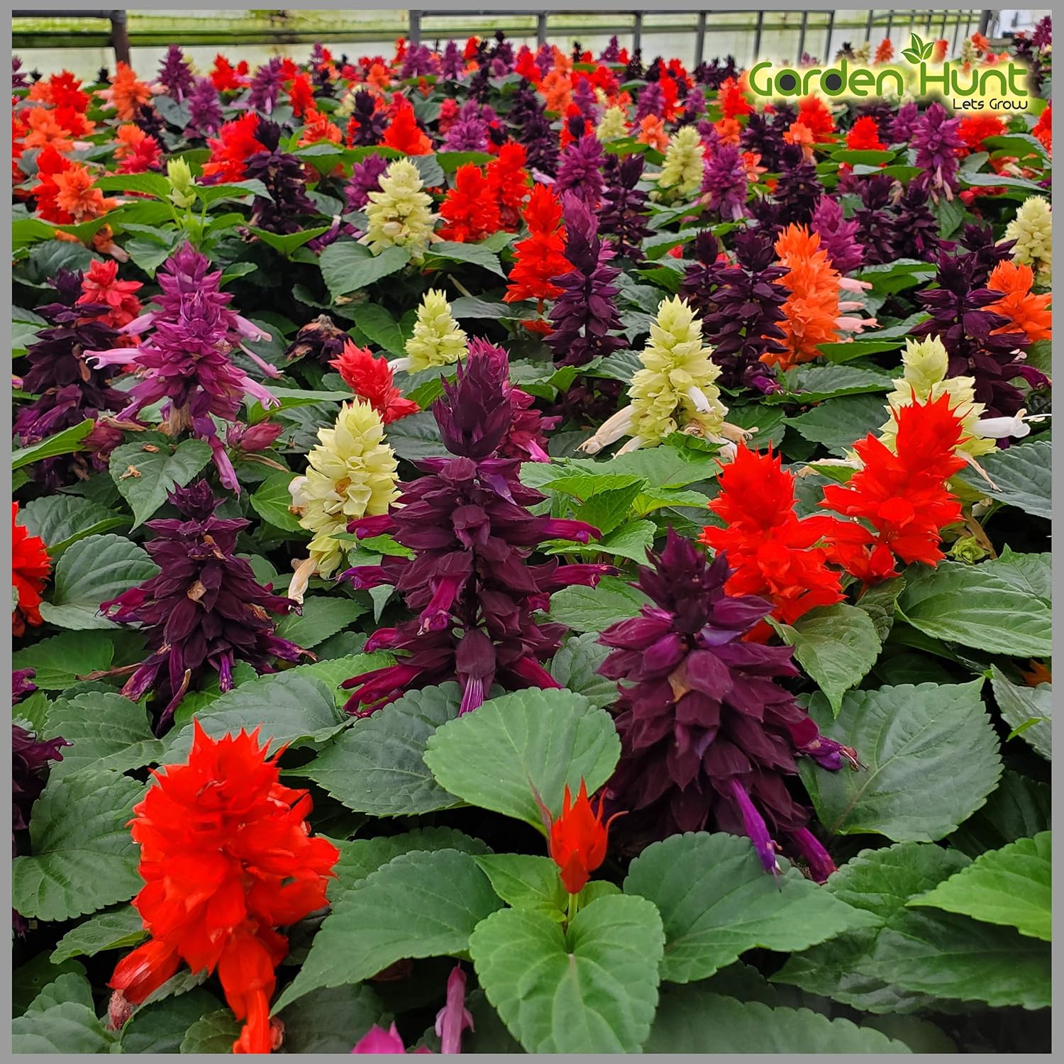 Salvia Dwarf Mixed Seeds for Easy Garden Planting