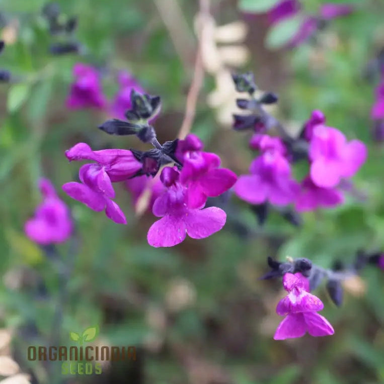 Salvia Muelleri Seeds - Premium Gardening Delight For Your Garden | Buy Organic Online