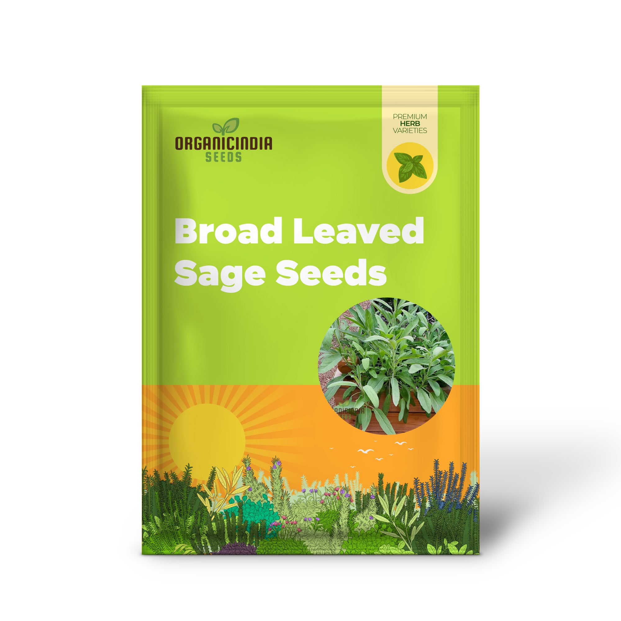 Salvia Officinalis Broad Leaved Sage Herb Growing in Garden