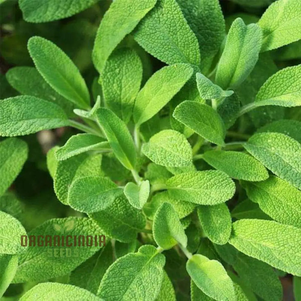 Salvia Officinalis Sage Herb Plant with Aromatic Leaves