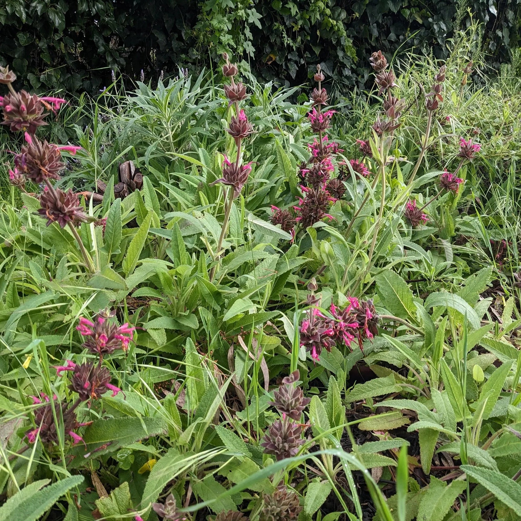10 semillas de Salvia Spathacea Salvia Colibrí Perenne y de Bajo Mantenimiento Fragante, Resistente a Ciervos y Sequías Atrae Polinizadores Perfecta para Camas, Bordes y Jardines al Aire Libre