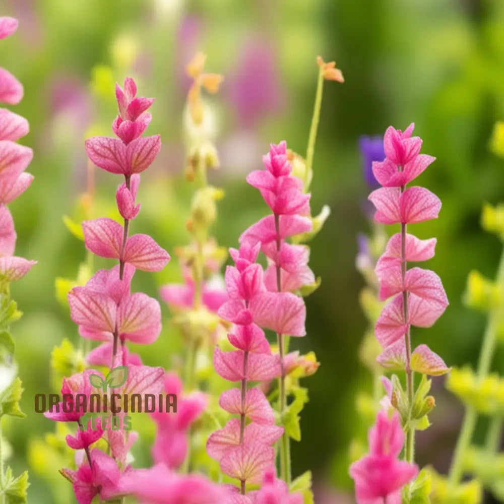 Salvia Say So Rose Seeds growing in decorative containers