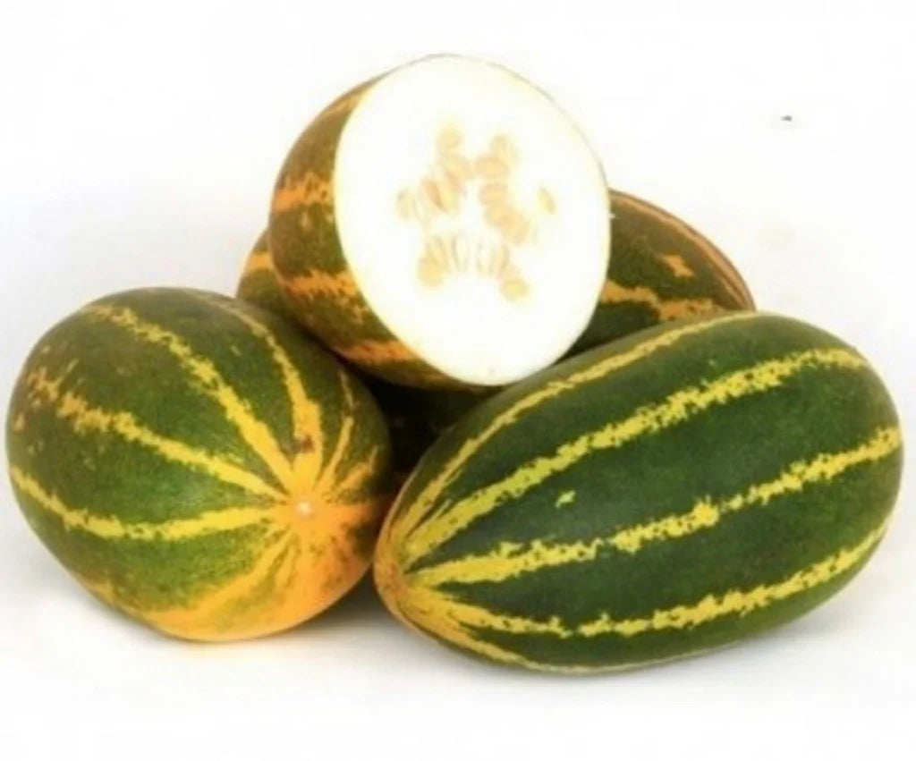 Harvested Sambar Cucumbers from Seeds, Premium Quality