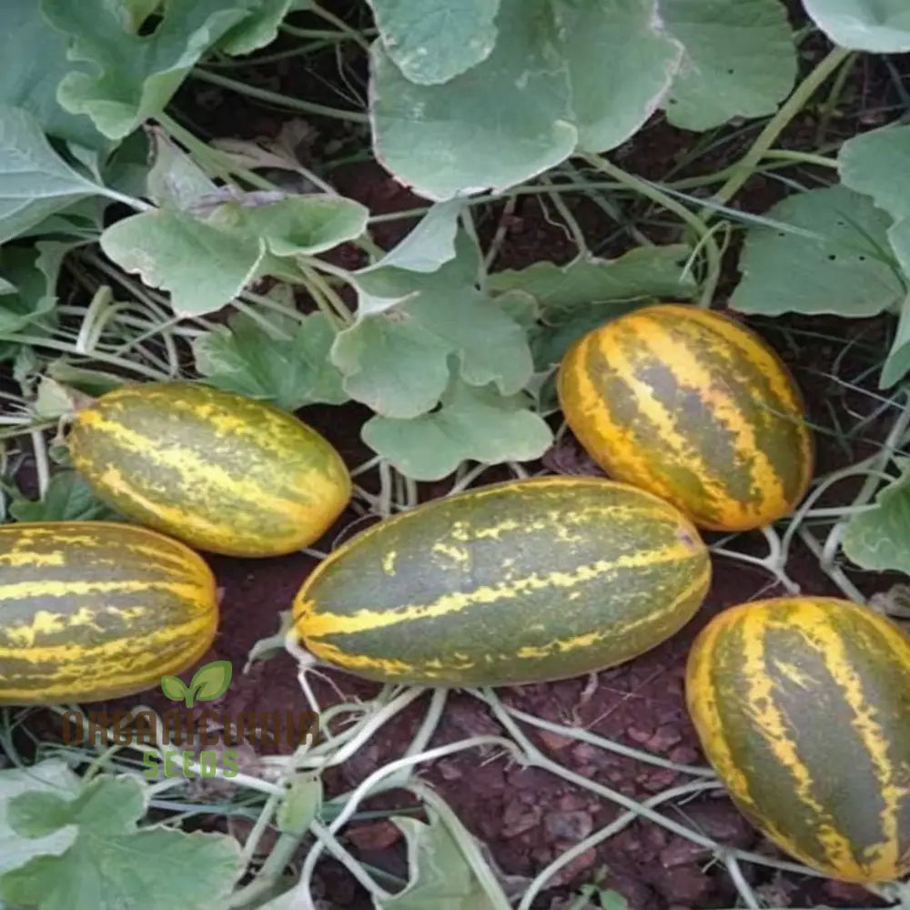 Sambar Cucumber Seeds for Planting, High-Yield and Disease-Resistant Variety