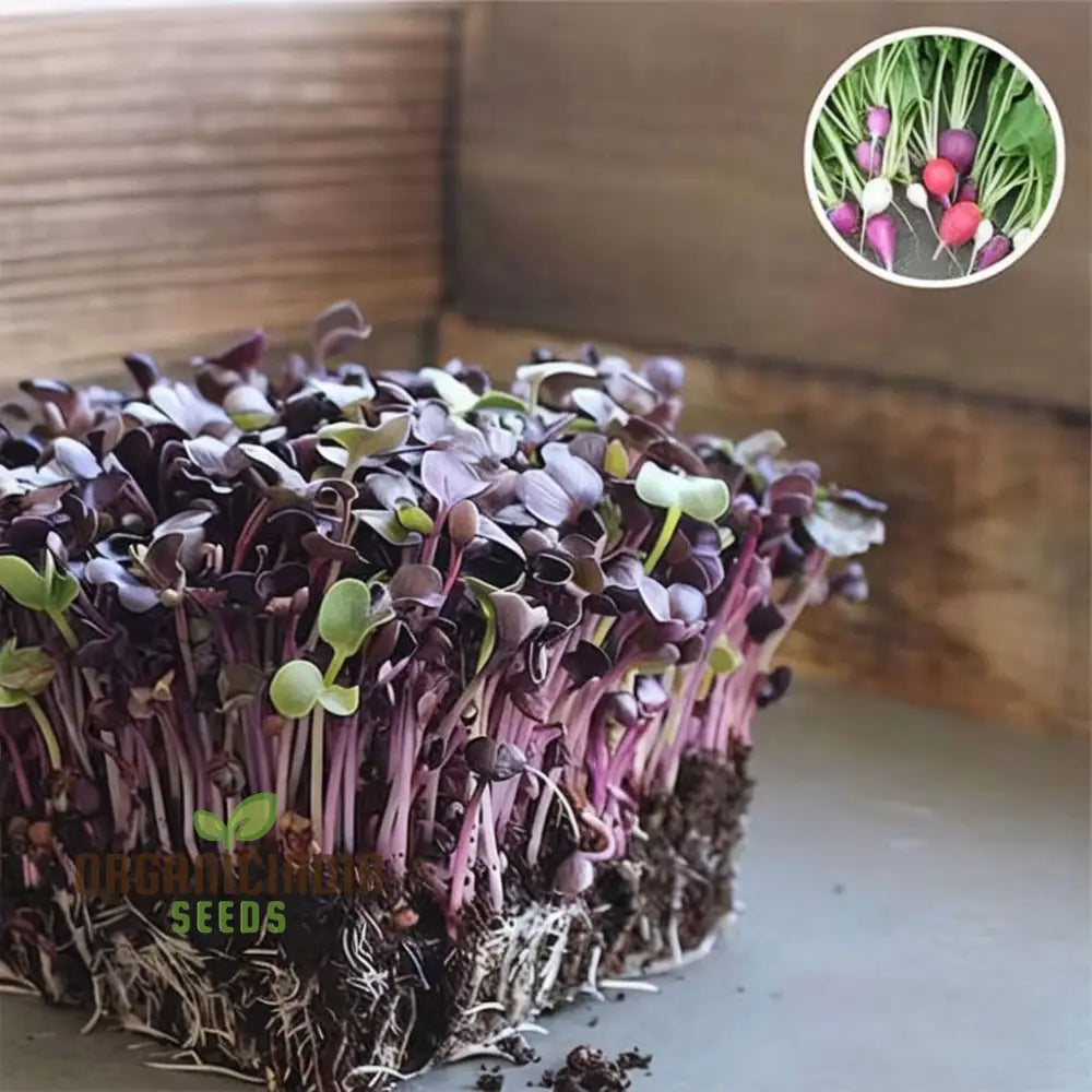 Sango Red Radish Microgreen Seeds for Indoor Growing
