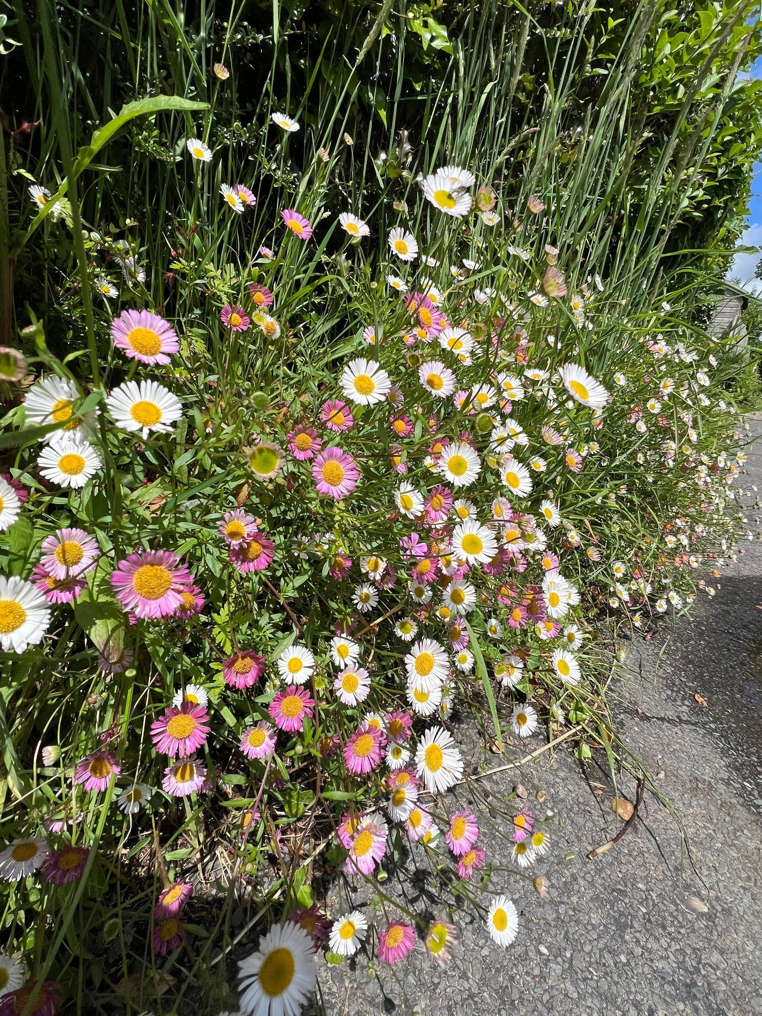 Premium Erigeron Karvinskianus seed pack