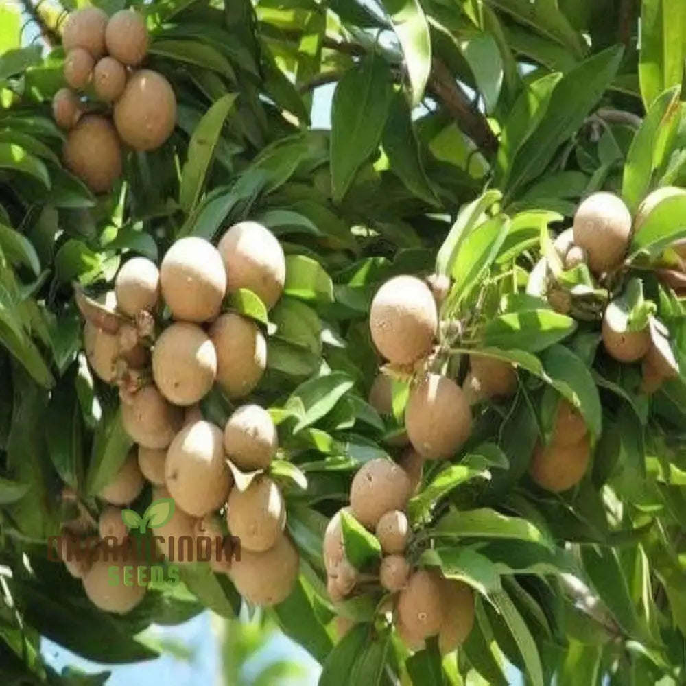Sapodilla seeds for home gardening and tropical cultivation