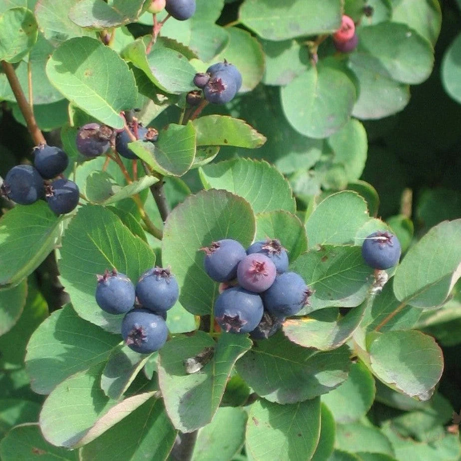 Saskatoon berry seeds for planting hardy fruit-bearing shrubs