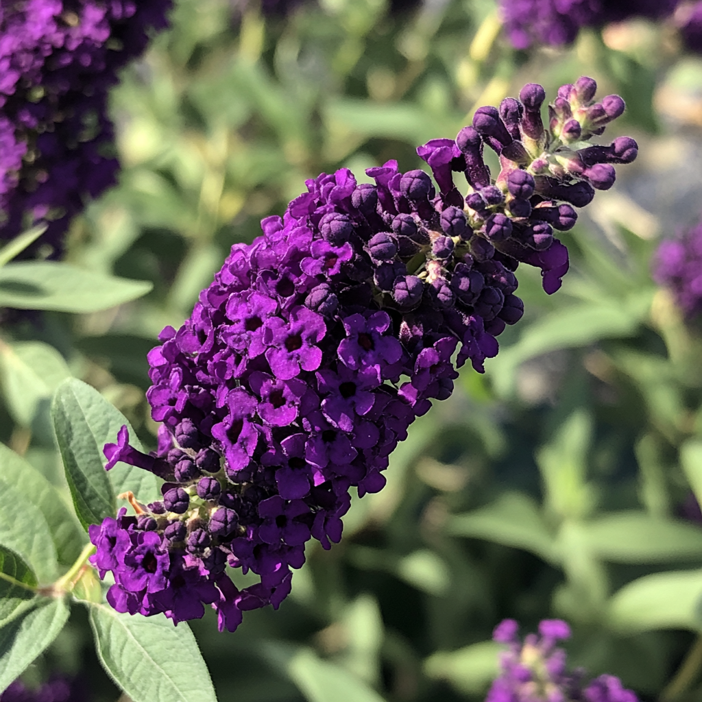 Black Knight Butterfly Bush (Buddleja davidii 'Black Knight') – Deep Purple Blooms for Pollinator Gardens