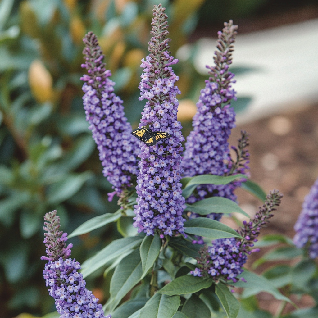 Buddleja davidii 'Blue Chip' (Arbusto delle Farfalle Blue Chip) – Compatto, a Bassa Manutenzione e Amichevole per le Farfalle