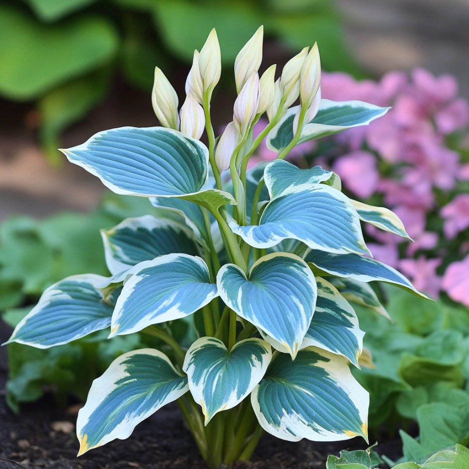 Semi rari di Hosta variegata blu, foglie blu-verdi con margini bianchi e gialli