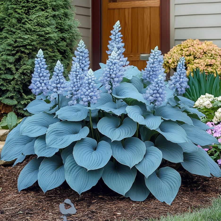 Semi rari di Hosta blu, coltiva fogliame verde-blu sorprendente all'ombra