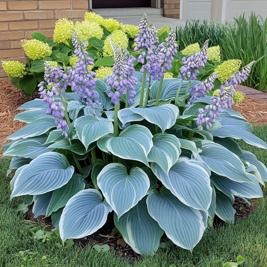 Semi rari di Hosta blu, coltiva fogliame verde-blu sorprendente all'ombra