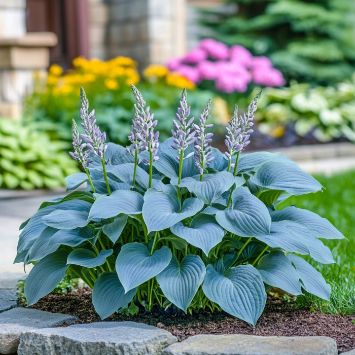 Semi rari di Hosta blu, coltiva fogliame verde-blu sorprendente all'ombra