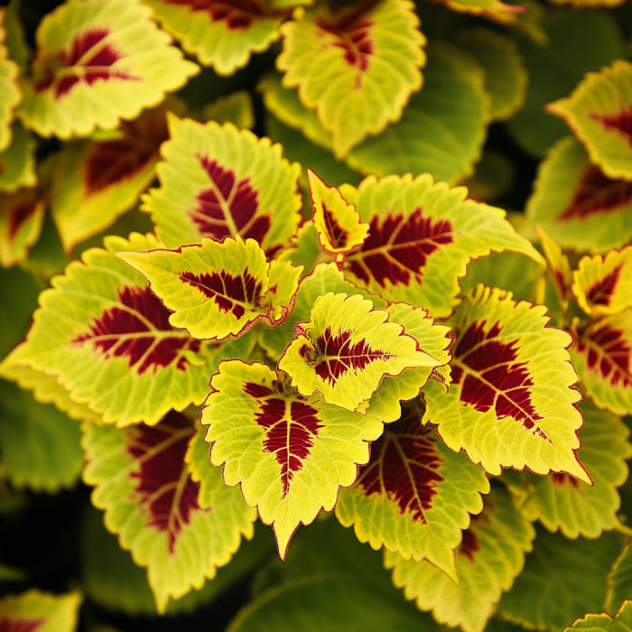 Semillas de Coleus Golden Dreams | Hojas llamativas verde dorado con audaces acentos rojos