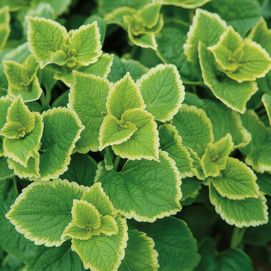 Graines héritage de Coleus vert, nuances de citron vert à émeraude profond pour pelouse et jardin