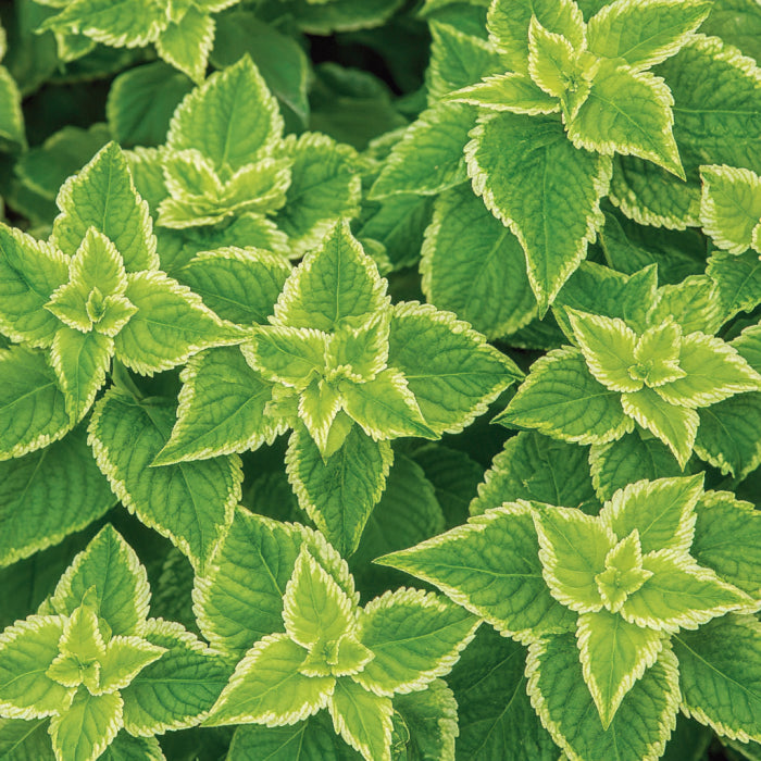 Graines héritage de Coleus vert, nuances de citron vert à émeraude profond pour pelouse et jardin