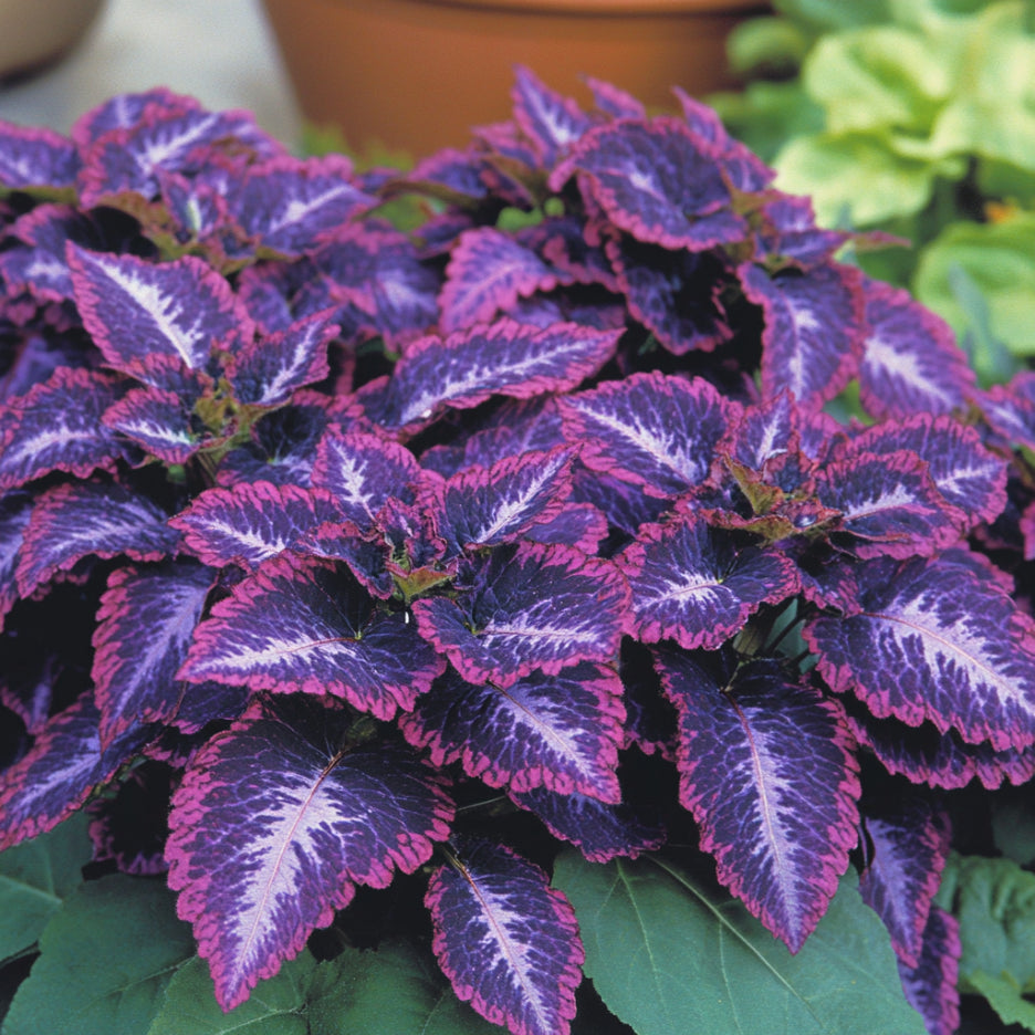 Semillas de Coleus Heirloom – Tonos púrpura oscuro violeta, lavanda y púrpura intenso