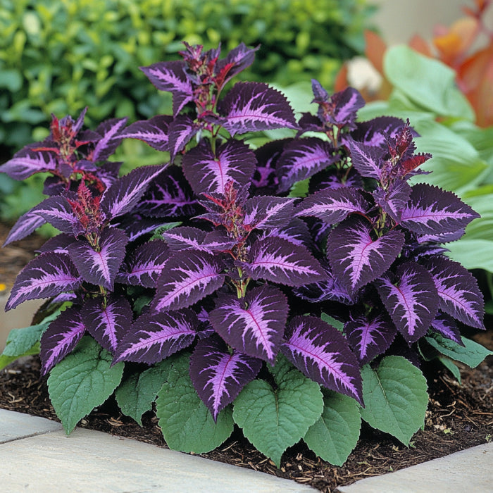 Semillas de Coleus Heirloom – Tonos púrpura oscuro violeta, lavanda y púrpura intenso