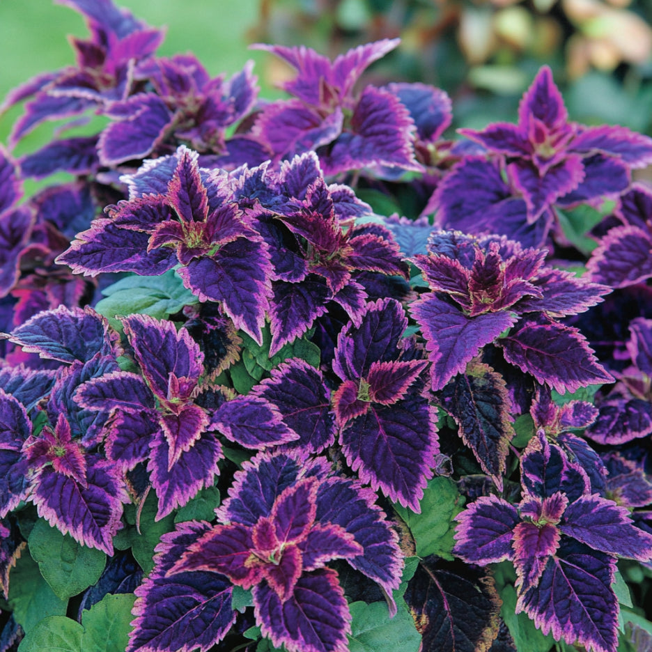 Semillas de Coleus Heirloom – Tonos púrpura oscuro violeta, lavanda y púrpura intenso