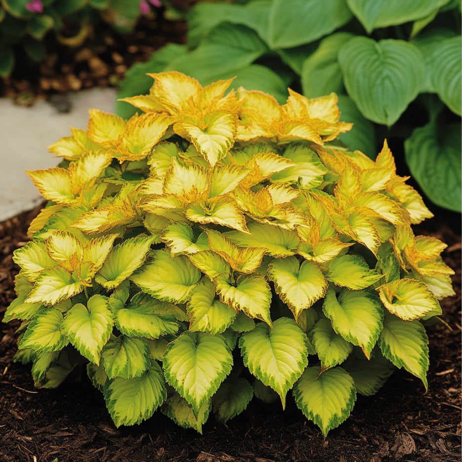 Coleus Heirloom Seeds Yellow, Bright Golden-Yellow & Chartreuse Hues