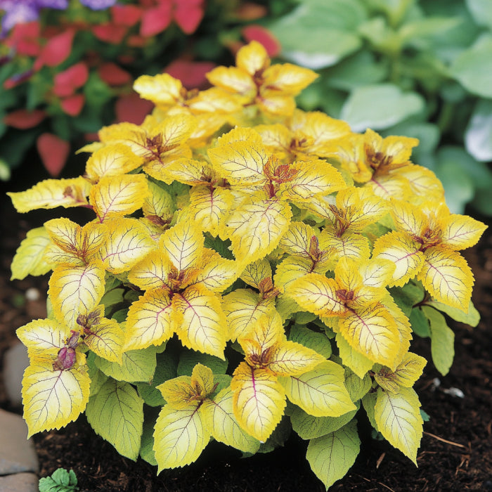 Coleus Heirloom Seeds Yellow, Bright Golden-Yellow & Chartreuse Hues