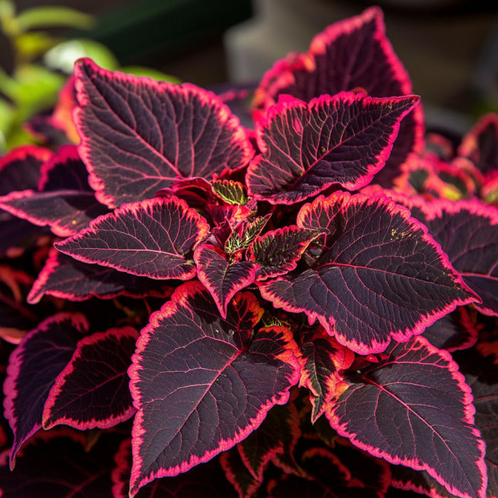 Semillas de Coleus Kong Rojo | Hojas Gigantes Rojas con Bordes Verde Oscuro Intenso para Follaje Exuberante
