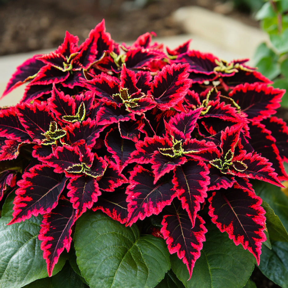 Semillas de Coleus Kong Rojo | Hojas Gigantes Rojas con Bordes Verde Oscuro Intenso para Follaje Exuberante