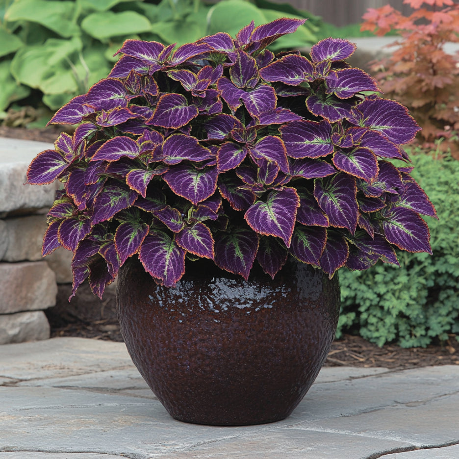 Semillas de Coleus Colgante Morado | Hojas Moradas Impresionantes con Bordes Verdes para una Belleza Cascada