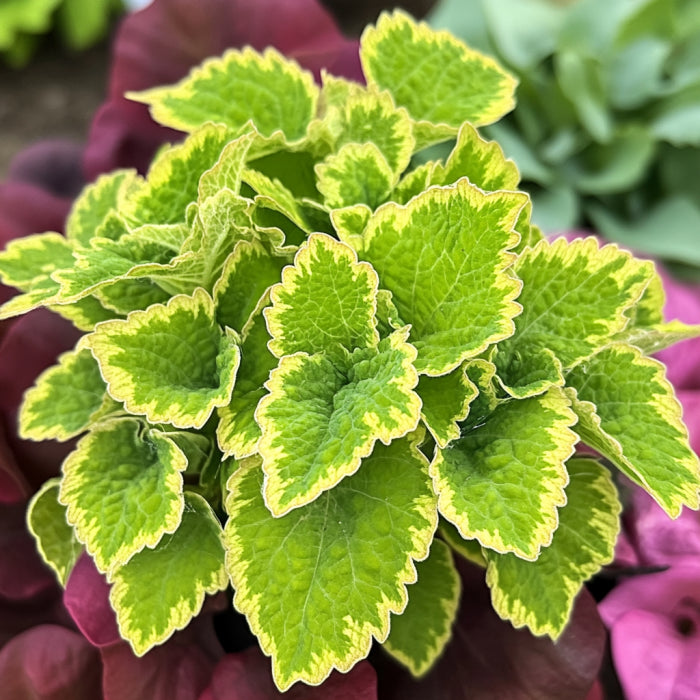 Semi di Coleus Wasabi | Fogliame verde vibrante con vene e bordi giallastri per un contrasto audace