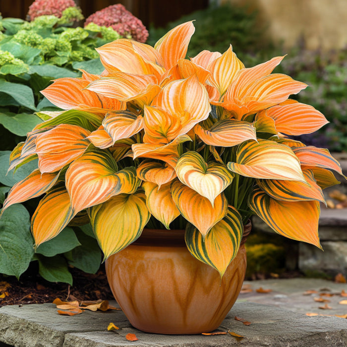 Semillas de planta de Hosta naranja rara Única y vibrante perenne de jardín de sombra