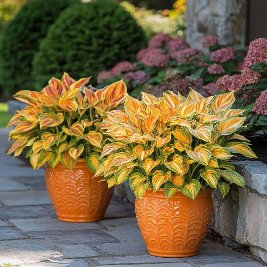 Semillas de planta de Hosta naranja rara Única y vibrante perenne de jardín de sombra