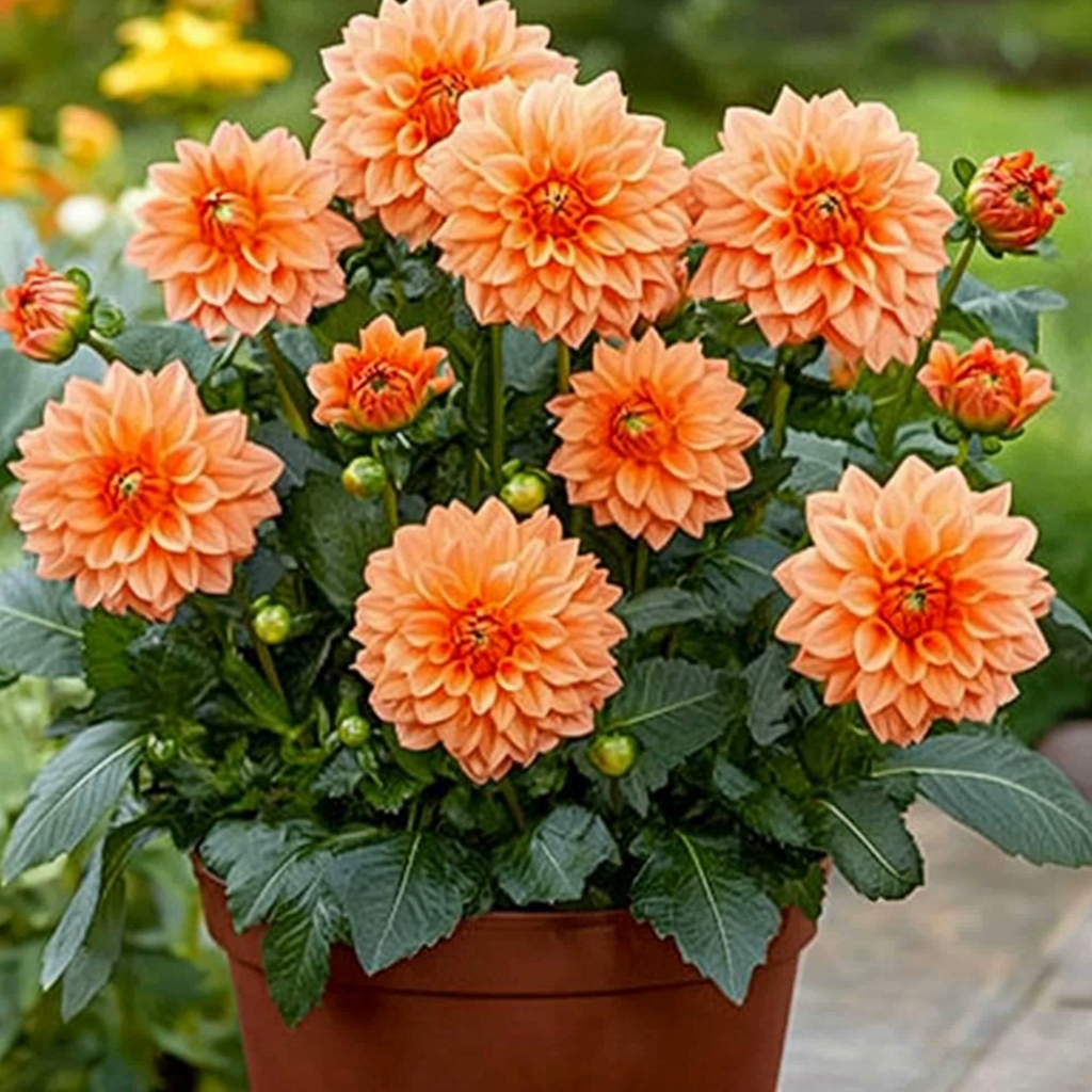Mixed Orange and Red Dahlia Flower Seeds